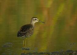 Wood Sandpiper