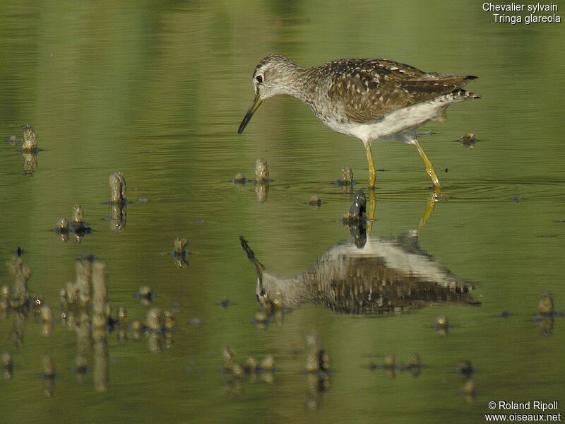 Wood Sandpiper