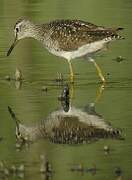 Wood Sandpiper