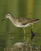 Wood Sandpiper