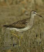 Wood Sandpiper