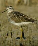 Wood Sandpiper