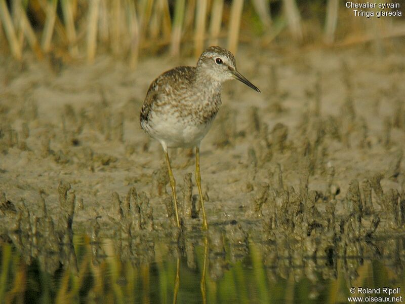 Wood Sandpiper