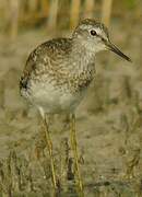 Wood Sandpiper