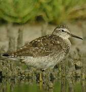 Wood Sandpiper