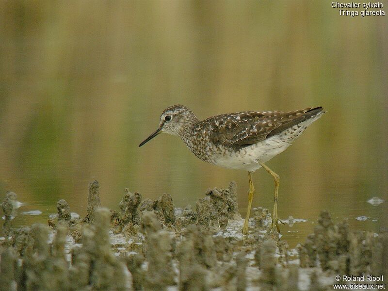 Wood Sandpiper