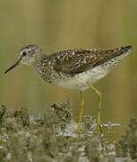 Wood Sandpiper