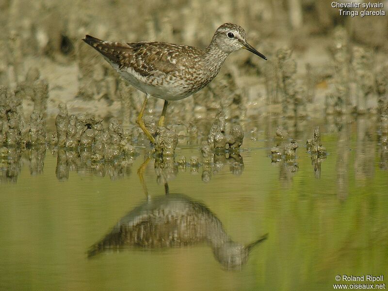 Wood Sandpiper