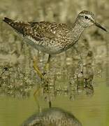 Wood Sandpiper