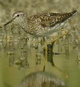 Wood Sandpiper