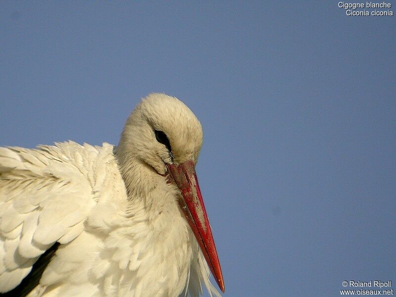 Cigogne blancheadulte nuptial