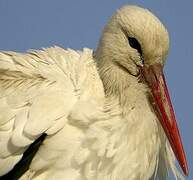 White Stork