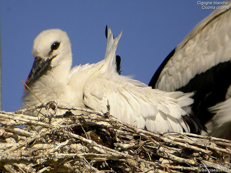 White StorkFirst year