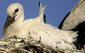 Cigogne blanche