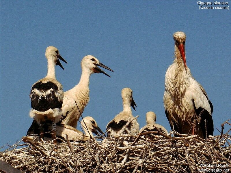 White Stork