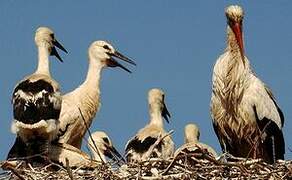 White Stork