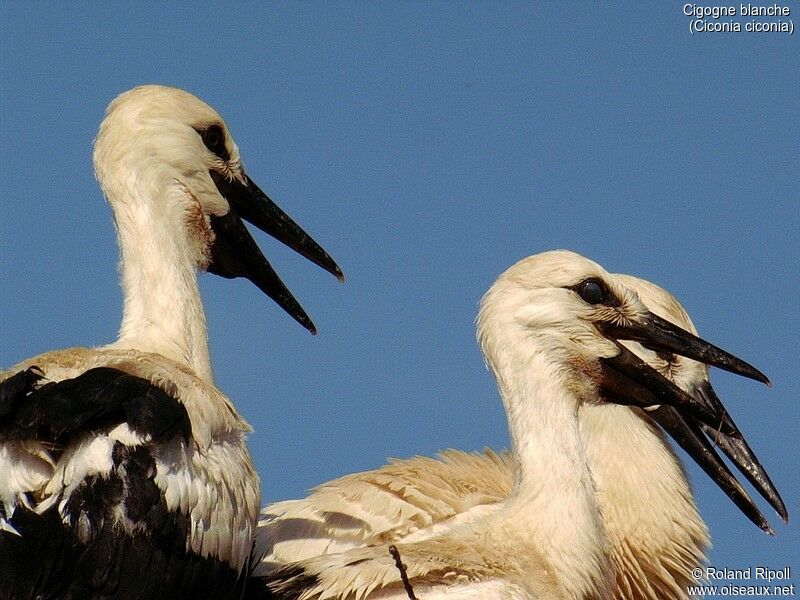 Cigogne blanche