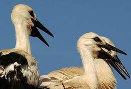 Cigogne blanche