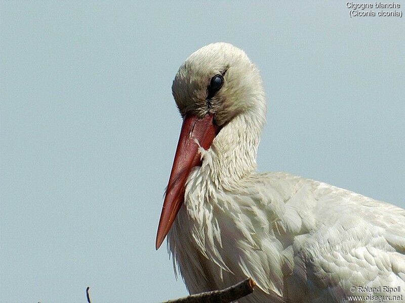 Cigogne blanche