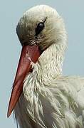 White Stork