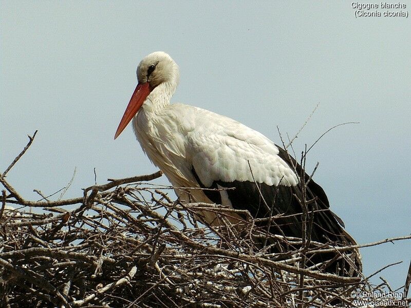 White Stork