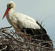 Cigogne blanche