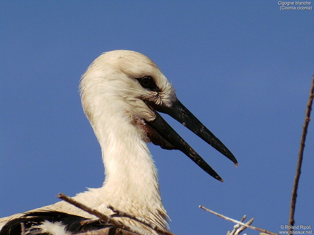 White Stork