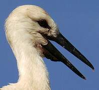 Cigogne blanche