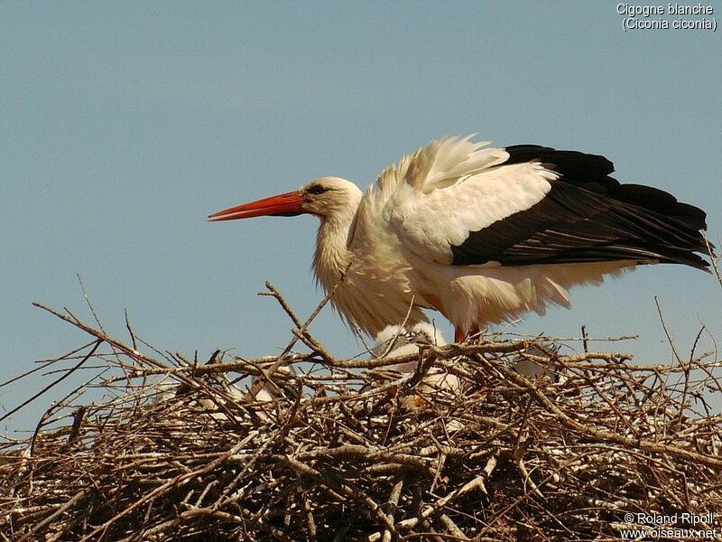 Cigogne blanche