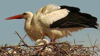 Cigogne blanche