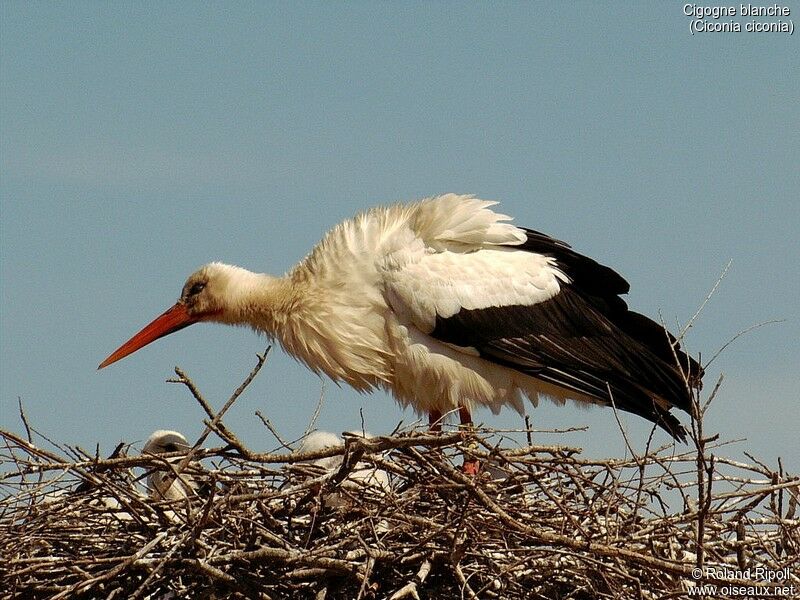 Cigogne blanche