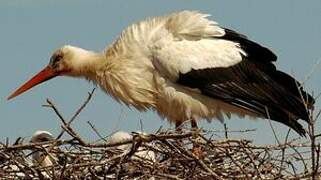 Cigogne blanche