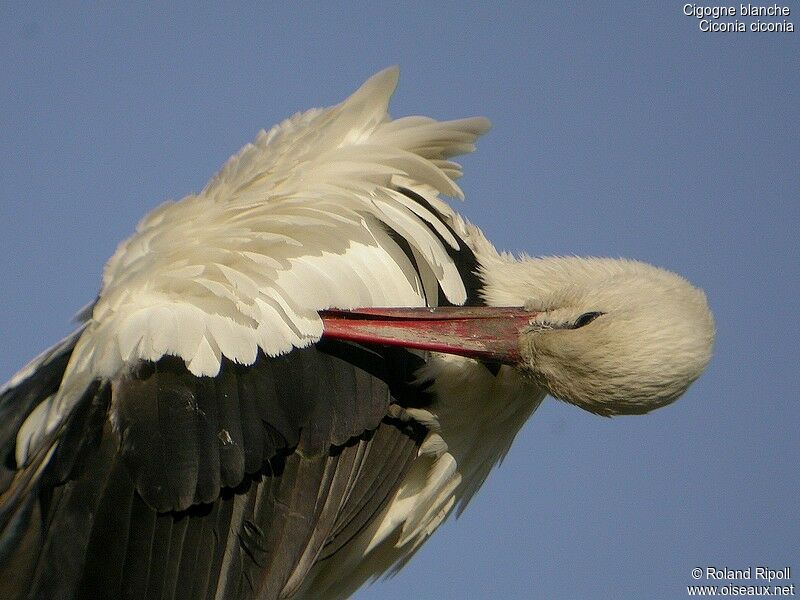 White Storkadult breeding