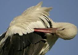 Cigogne blanche