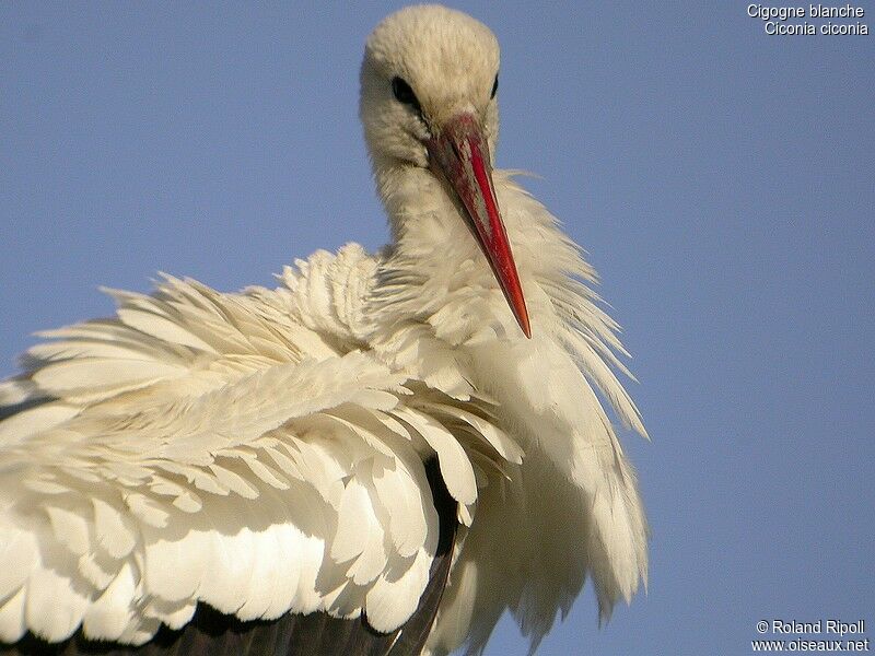 Cigogne blancheadulte nuptial