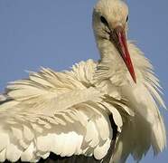 White Stork