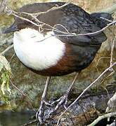 White-throated Dipper