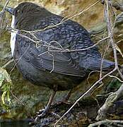 White-throated Dipper