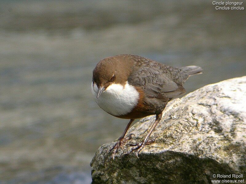 White-throated Dipperadult post breeding