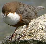 White-throated Dipper