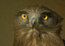 Short-toed Snake Eagle