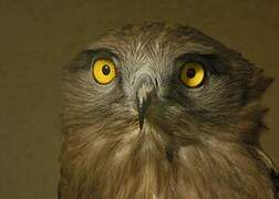 Short-toed Snake Eagle