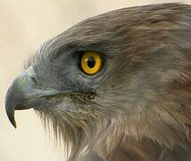 Short-toed Snake Eagle