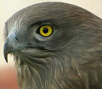 Short-toed Snake Eagle