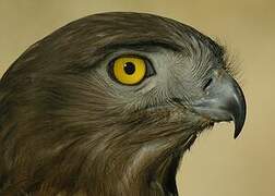 Short-toed Snake Eagle