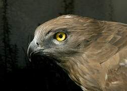 Short-toed Snake Eagle