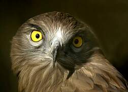 Short-toed Snake Eagle