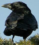 Carrion Crow