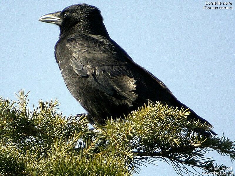 Carrion Crow