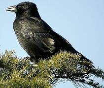 Carrion Crow